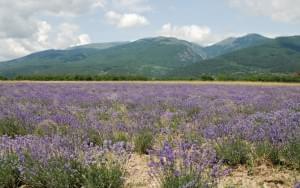 Lavendelblüte am Fuß des Balkangebirges