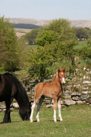 Wild lebende Ponys im Dartmoor