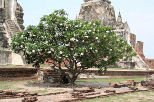 Bl&uuml;hender Baum im Wat Phra Si Sanphet, Ayutthaya