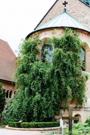 Der 1000-jährige Rosenstock im Hildesheimer Dom
