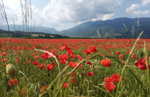 Mohnblüte im Tal der Rosen