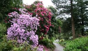 Im Mai blüht der Rhododendron