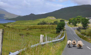 Auch die Schafe halten sich an den Linksverkehr