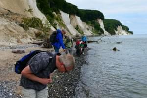 Fossilien sammeln an der Kreideküste